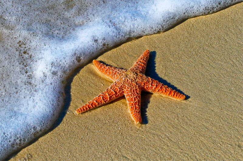Sjöstjärna på stranden