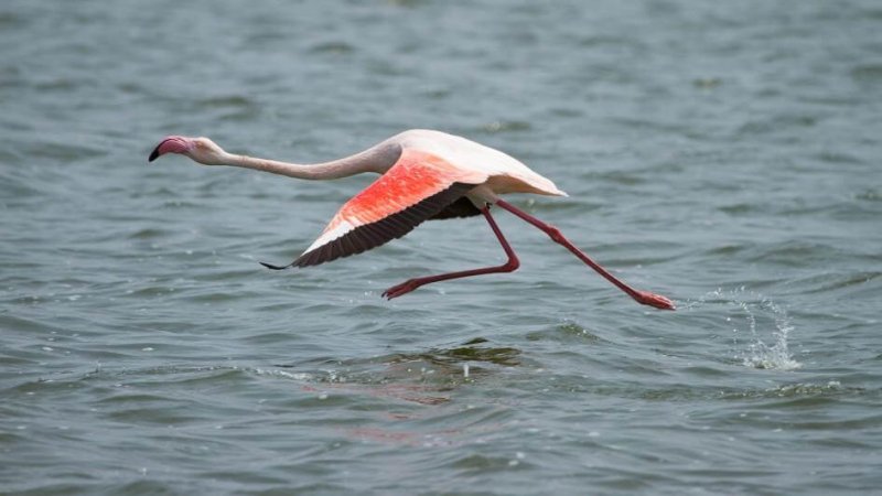 Flamencos egenskaper.