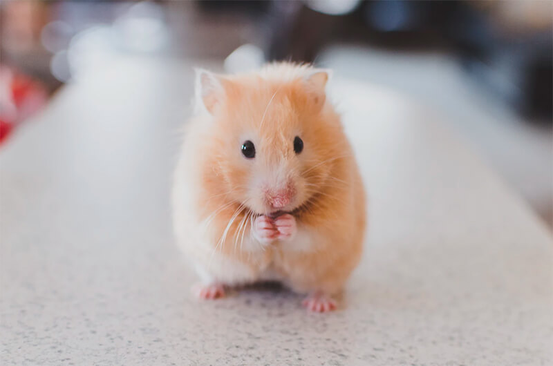 Bedårande hamster