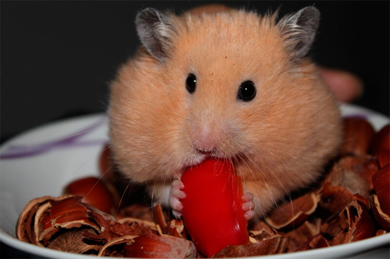 Hamster som matar på nötter