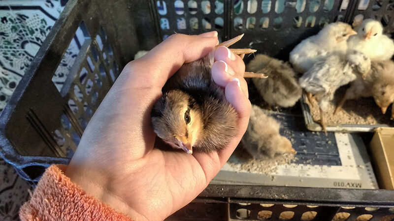 Kycklingar upp i en inhemsk inkubator