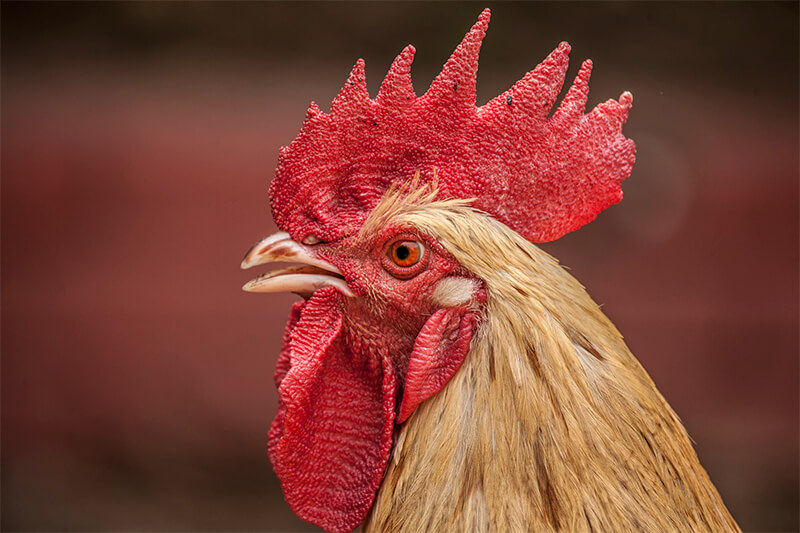 Kyckling (tupp) sett i profil