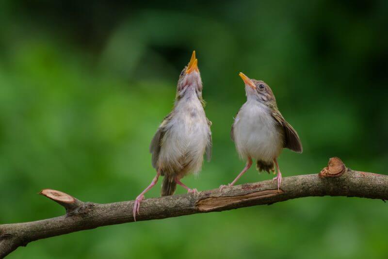 Nightingale kycklingar som lär sig att sjunga.