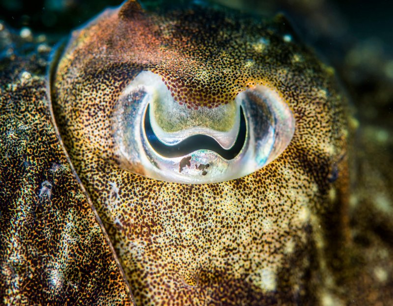 Vi kan uppskatta bläckfiskens W-formade öga