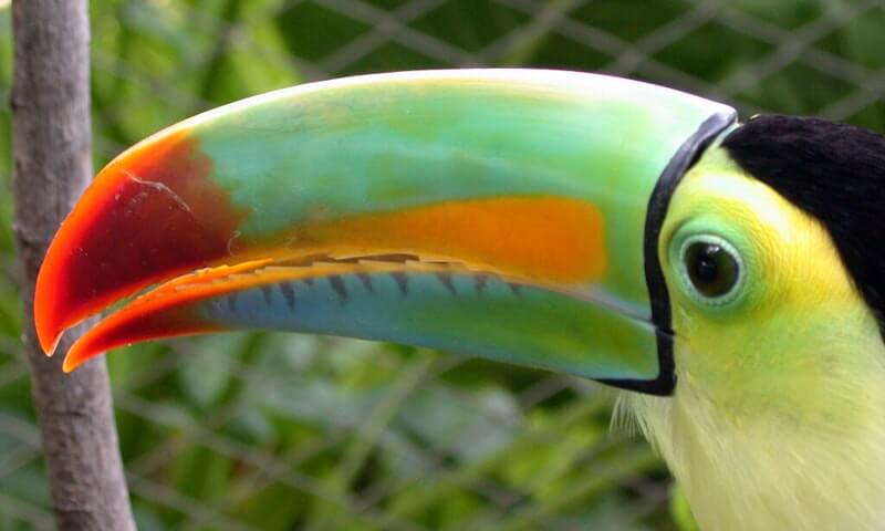 Iris-fakturerad tukan är en mycket sällskaplig fågel.