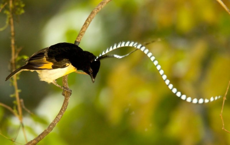 Kunglig paradisfågel (Cicinnurus regius)