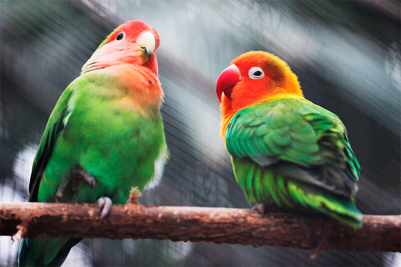 Lovebirds par