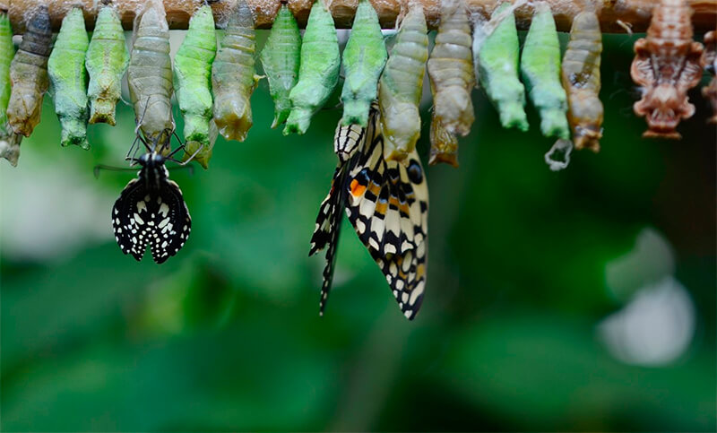 Fjärilar som kommer ut ur puppan