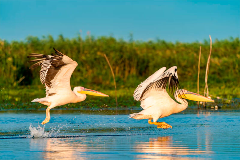 Pelikaner som flyger över vattnet