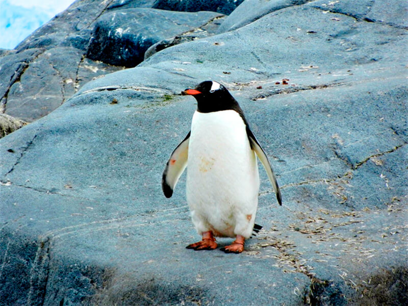 Pingvin på en sten