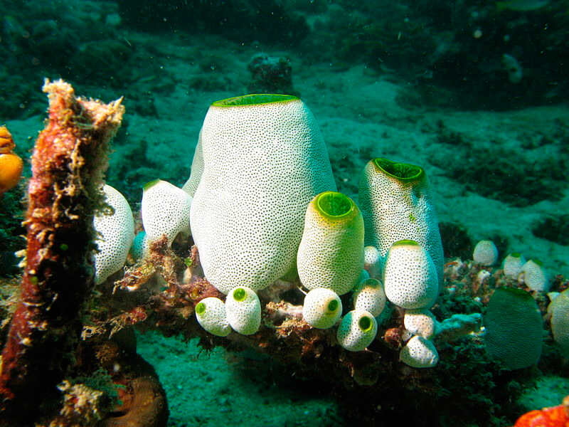 Koloni av havssprutor