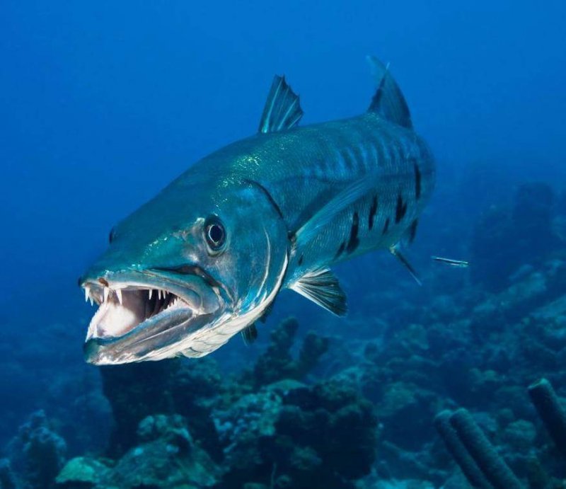 Barracuda är en aggressiv fisk.