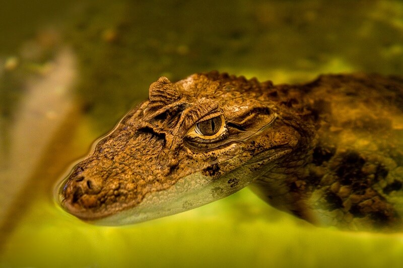 Alligatorn tillbringar större delen av sitt liv i vatten.