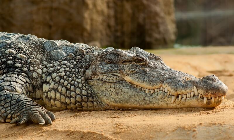 Krokodilen är ett kallblodigt reptil.