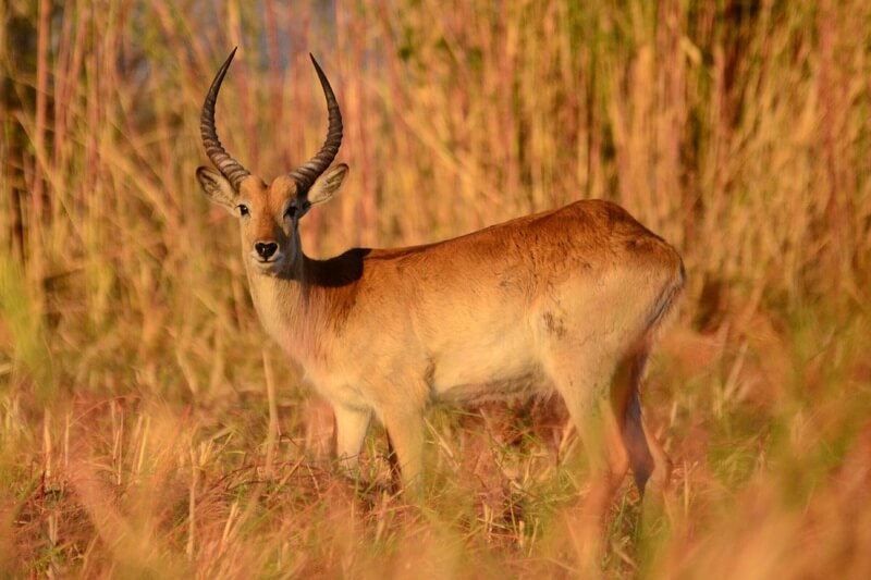 antilop lechwe