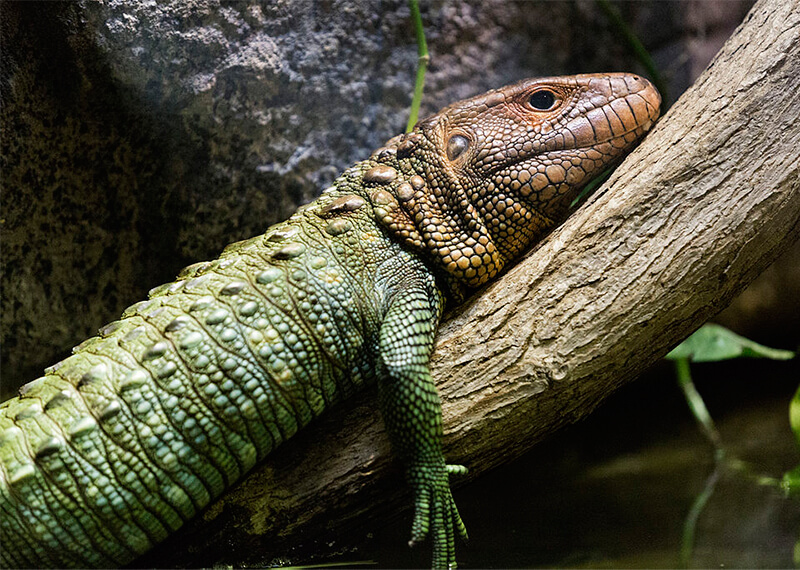 Alligator ödla profil