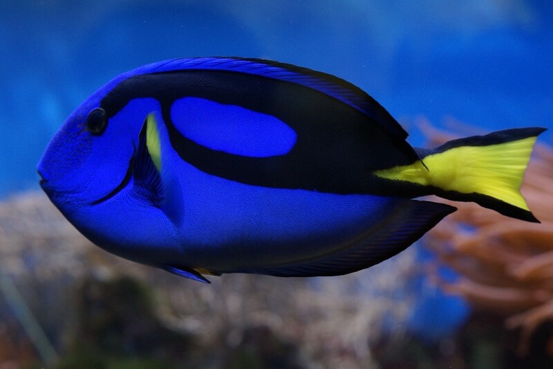 Den blå kirurgfisken är också känd som fisken med siffran 6.