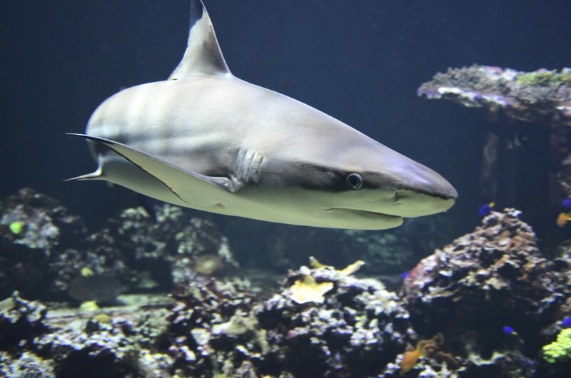 Hajen är ett djur som har överlevt miljontals år.