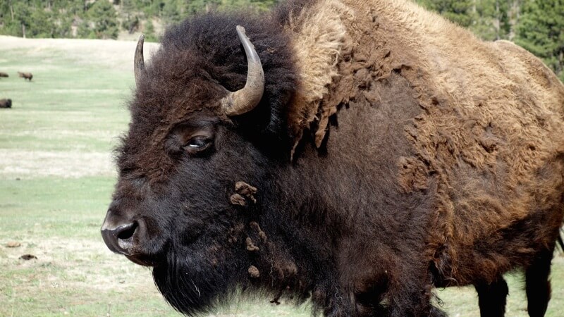 Den manliga bisonen kallas också en tjur. Honan, ko.