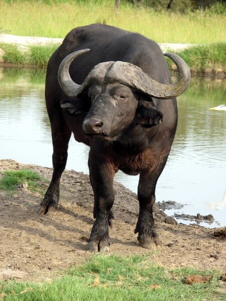 Det är lätt att förväxla buffeln med sin kusin, bisonen.