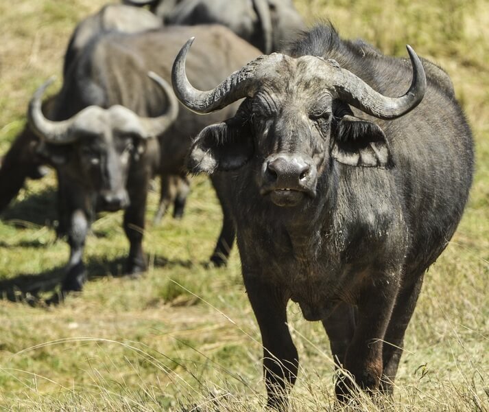Buffeln är ett socialt djur som lever i stora grupper.