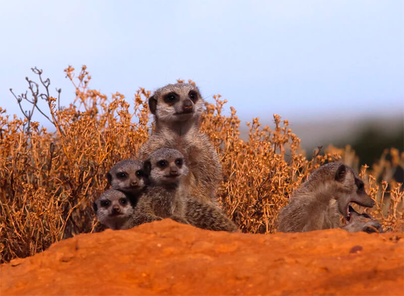 Grupp meerkats som håller ögonen på