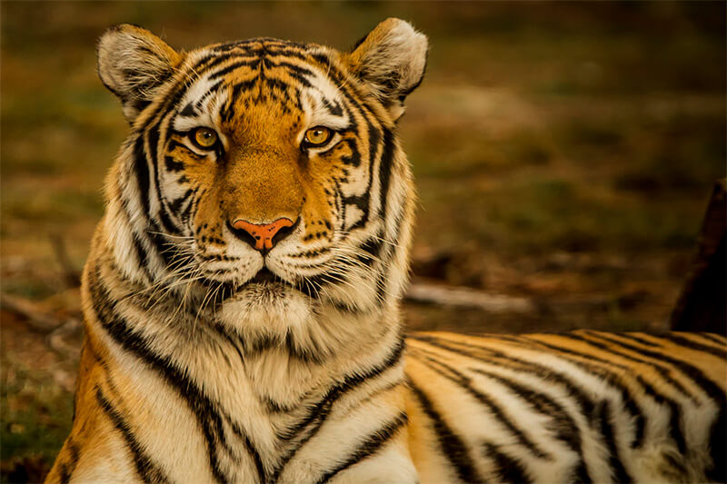 Närbild av en tiger
