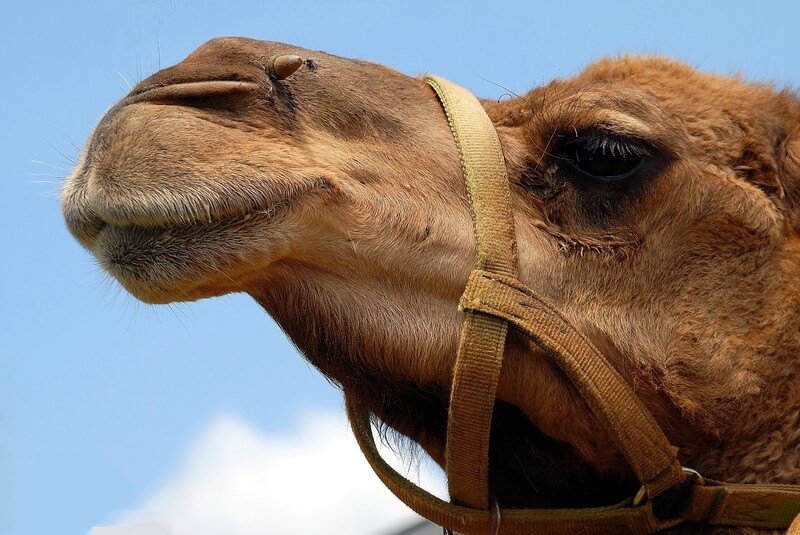 De flesta kameler lever domesticerade och inte i naturen.