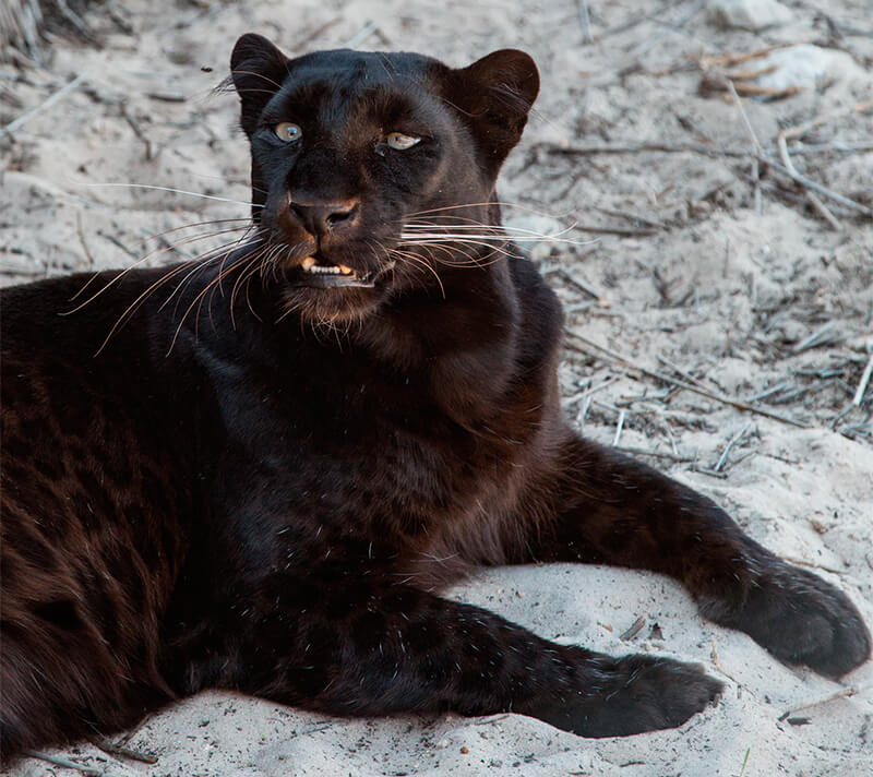 Svart jaguar
