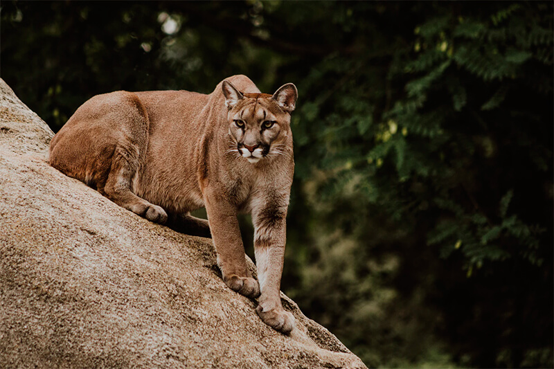 Puma på jakten på en sten