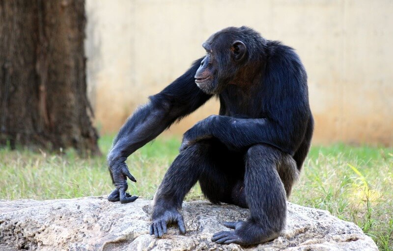 Schimpansen är det djur som liknar människan.