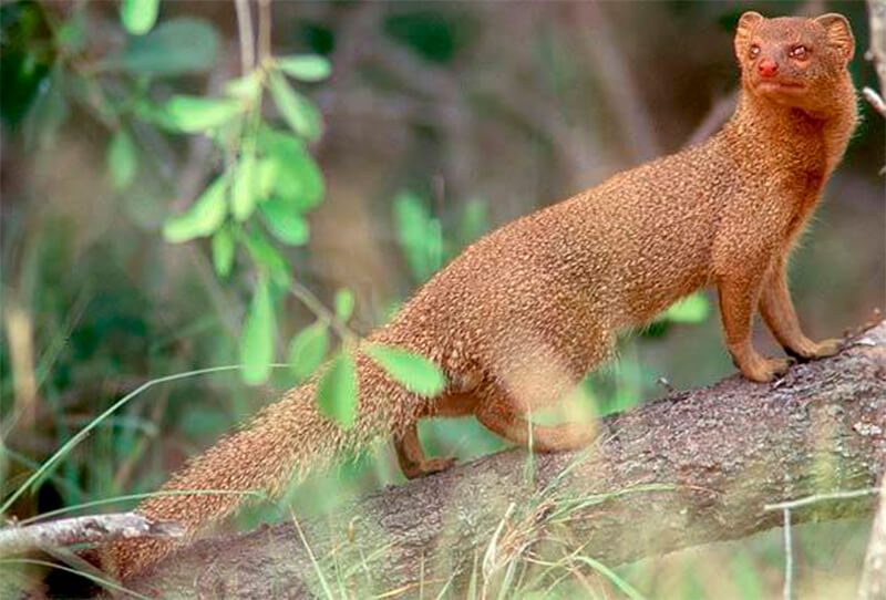 Mongoose vilar på en gren