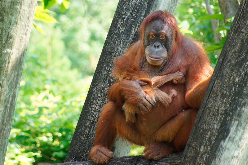 Kvinnlig orangutang med sin kalv på en amerikansk zoo