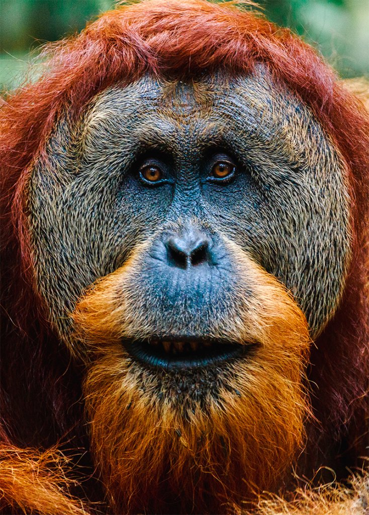 Närbild av en manlig orangutang