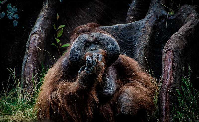 Bornean orangutang (Pongo pygmaeus)