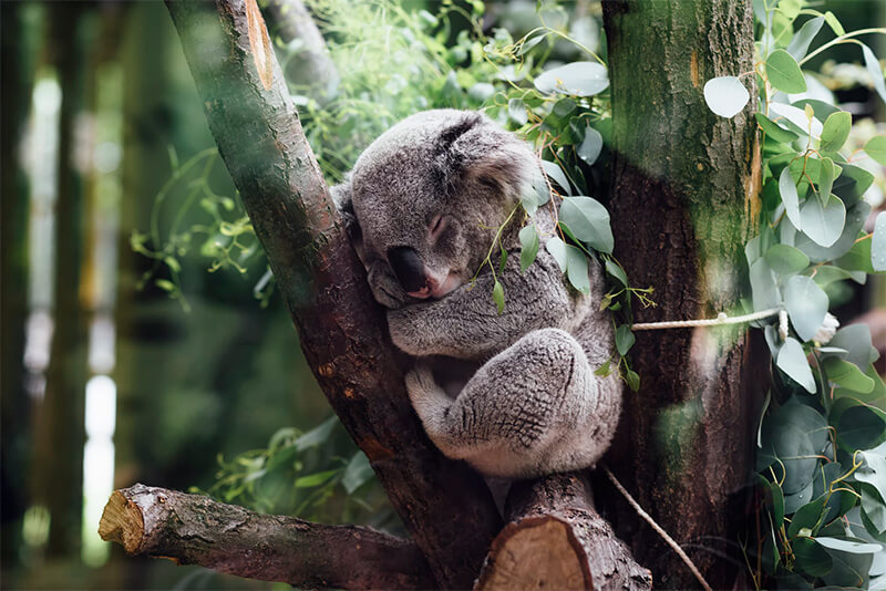Sovande koala