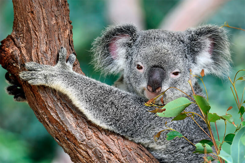 Främre foto av en koala