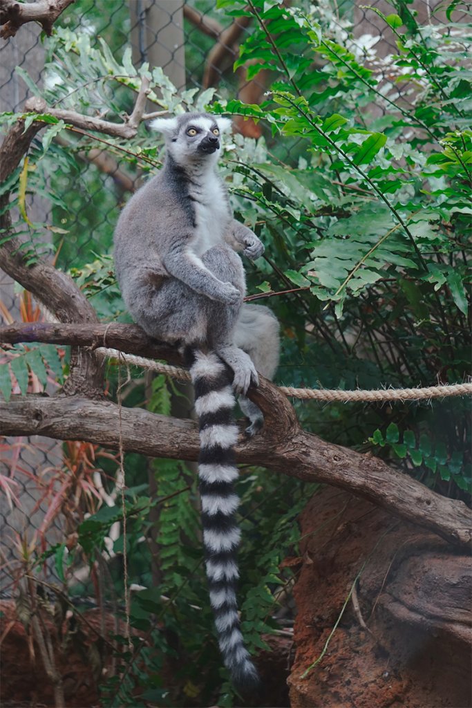 Vi kan uppskatta den långa svansen på en lemur