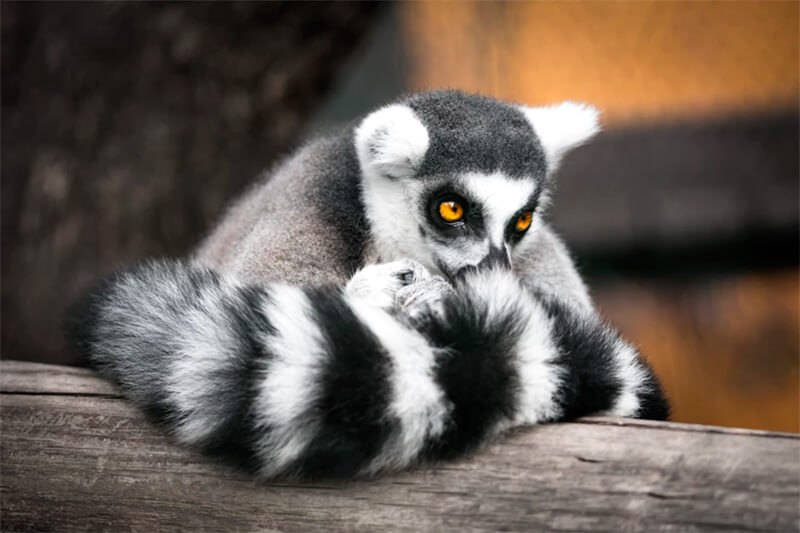 Lemur som lutar sig på en stock