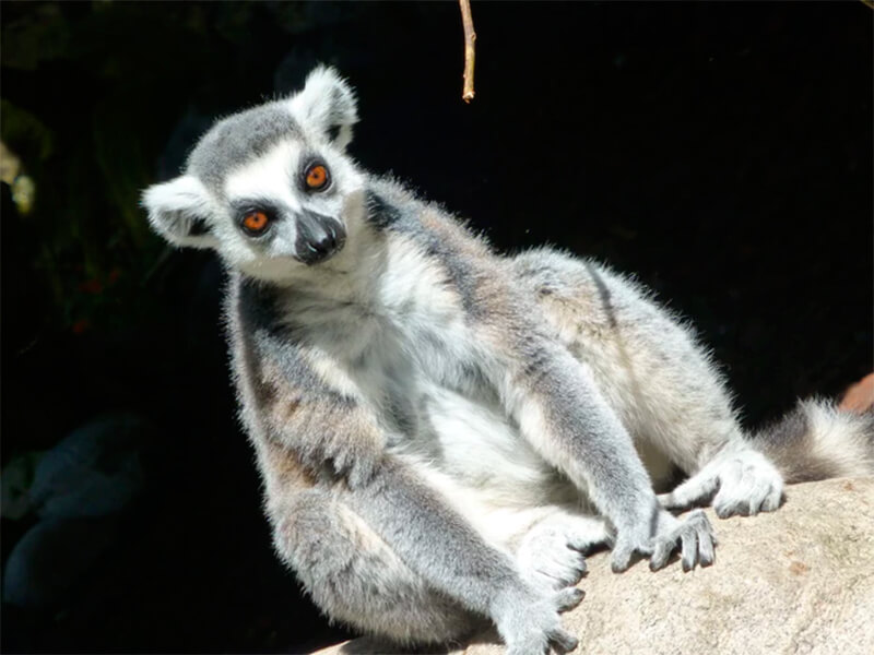 Främre foto av en lemur