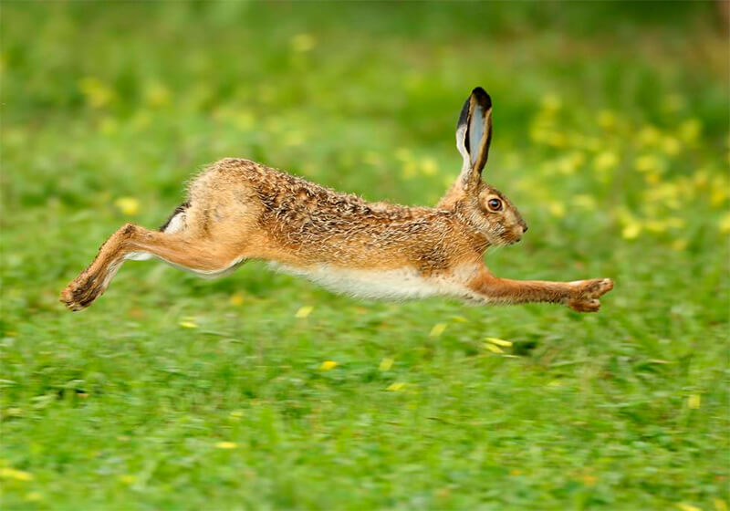 Hoppande hare