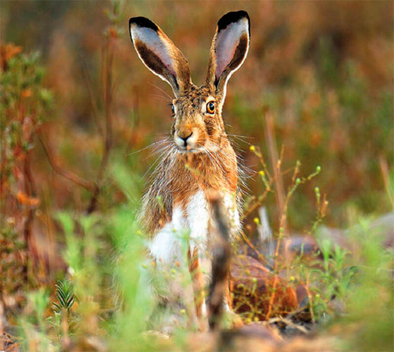 Närbild av en hare. Foto: Wikipedia.org