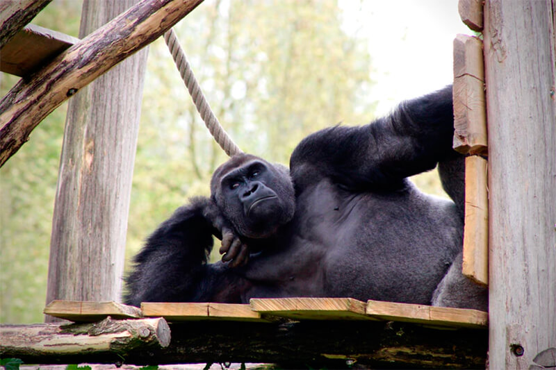 Gorilla vilar, poserar eller tänker. Vet någon?