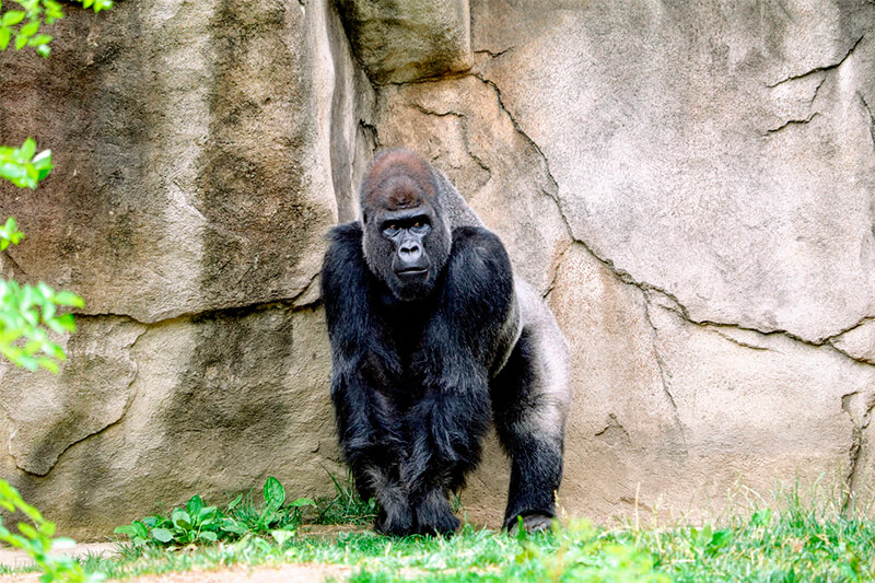 Vi kan se silverbaksidan av denna gorilla