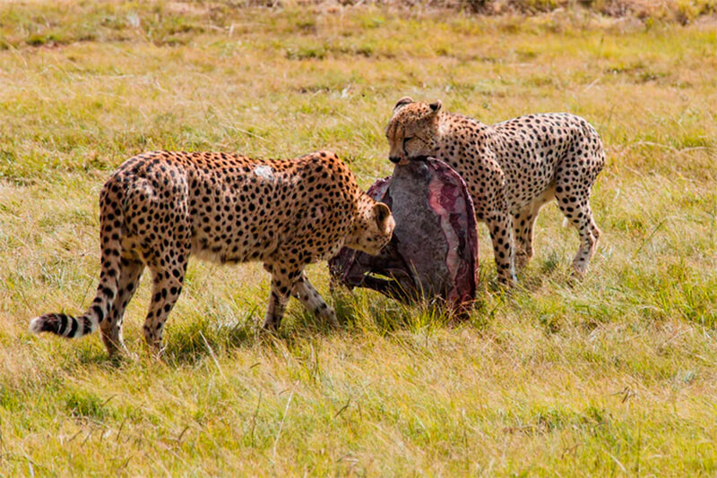 Cheetah utfodring