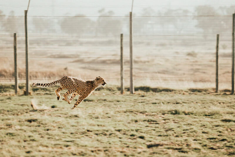Cheetah på språng