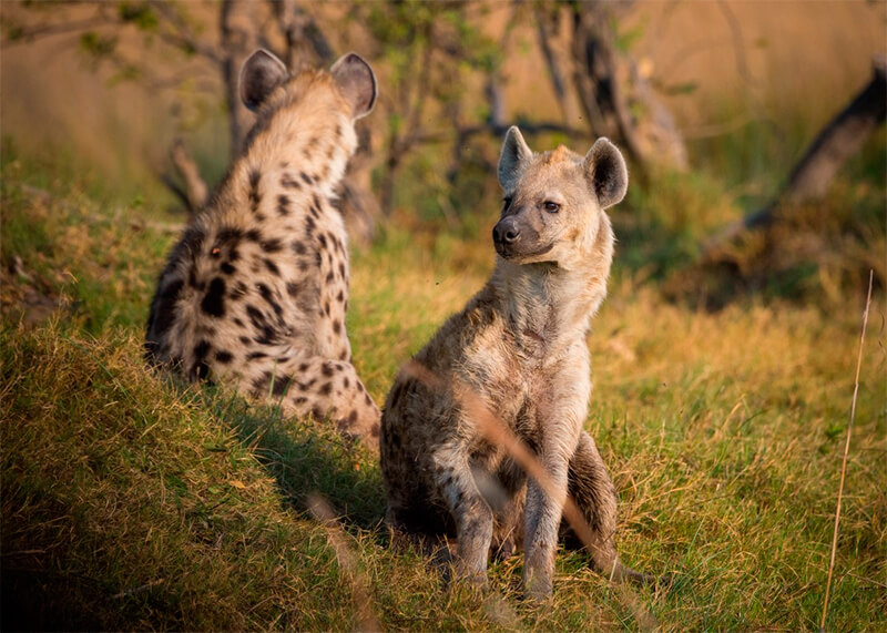 Hyena par