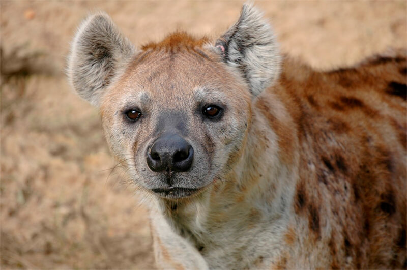 Närbild av en hyena