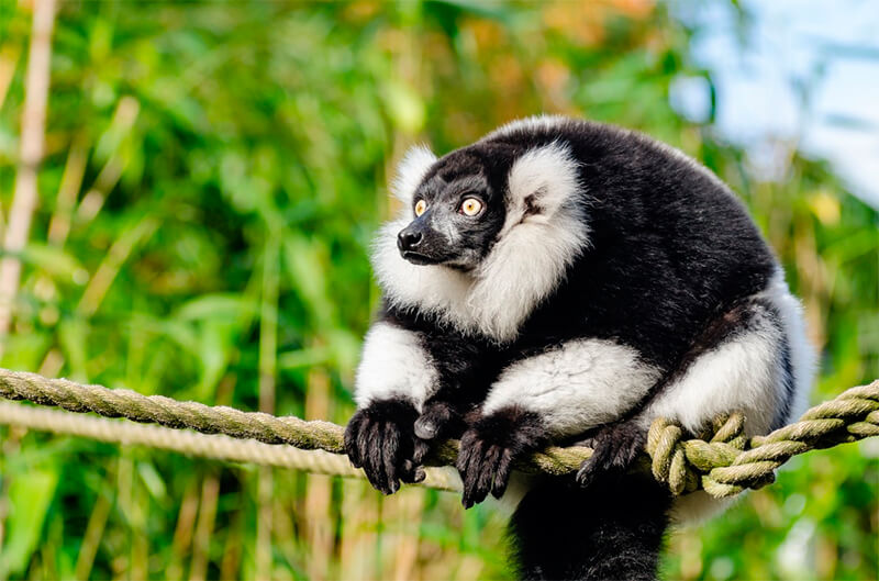 Indri fångades på ett rep i ett skyddat område