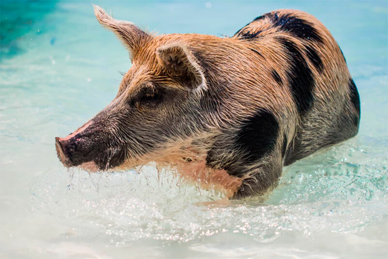 Vildsvin kvinnlig simning